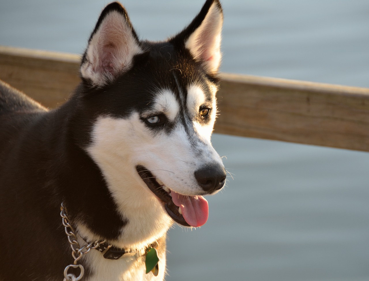 The Unique Features of the Alaskan Malamute